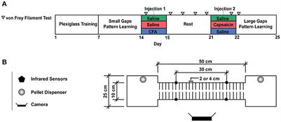 Impaired Motor Learning Following a Pain Episode in Intact Rats